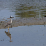 Nyctanassa violacea, Nyctanassa.animal, wildlife, nature, portrait, Virginia wildlife, wildlife photography, wildlife photograph, wildlife portrait, nature photography, nature photograph, nature portrait, animal photography, animal photograph, animal portrait, bird, heron, yellow crowned night heron,, yellow-crowned night heron, American night heron, squak, adult, birds of prey, water bird, birds in flight, St. Patrick Catholic School, Saint Patrick Catholic School, Saint Patrick, St. Patrick, Catholic School, swamp, marsh, marshland, natural habitat, Larchmont, Norfolk, Virginia, Norfolk Virginia, Larchmont Norfolk, neighborhood, LaFayette River, peaceful, charming, tranquil, Edgewater, Hampton Roads, Tidewater, small blue, red eye, white crown, yellow legs, orange legs