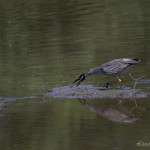 Nyctanassa violacea, Nyctanassa.animal, wildlife, nature, portrait, Virginia wildlife, wildlife photography, wildlife photograph, wildlife portrait, nature photography, nature photograph, nature portrait, animal photography, animal photograph, animal portrait, bird, heron, yellow crowned night heron,, yellow-crowned night heron, American night heron, squak, adult, birds of prey, water bird, birds in flight, St. Patrick Catholic School, Saint Patrick Catholic School, Saint Patrick, St. Patrick, Catholic School, swamp, marsh, marshland, natural habitat, Larchmont, Norfolk, Virginia, Norfolk Virginia, Larchmont Norfolk, neighborhood, LaFayette River, peaceful, charming, tranquil, Edgewater, Hampton Roads, Tidewater, small blue, red eye, white crown, yellow legs, orange legs