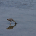 Nyctanassa violacea, Nyctanassa.animal, wildlife, nature, portrait, Virginia wildlife, wildlife photography, wildlife photograph, wildlife portrait, nature photography, nature photograph, nature portrait, animal photography, animal photograph, animal portrait, bird, heron, yellow crowned night heron,, yellow-crowned night heron, American night heron, squak, adult, birds of prey, water bird, birds in flight, St. Patrick Catholic School, Saint Patrick Catholic School, Saint Patrick, St. Patrick, Catholic School, swamp, marsh, marshland, natural habitat, Larchmont, Norfolk, Virginia, Norfolk Virginia, Larchmont Norfolk, neighborhood, LaFayette River, peaceful, charming, tranquil, Edgewater, Hampton Roads, Tidewater, small blue, red eye, white crown, yellow legs, orange legs