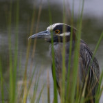 Nyctanassa violacea, Nyctanassa,animal, wildlife, nature, portrait, Virginia wildlife, wildlife photography, wildlife photograph, wildlife portrait, nature photography, nature photograph, nature portrait, animal photography, animal photograph, animal portrait, bird, heron, yellow crowned night heron,, yellow-crowned night heron, American night heron, squak, adult, birds of prey, water bird, birds in flight, St. Patrick Catholic School, Saint Patrick Catholic School, Saint Patrick, St. Patrick, Catholic School, swamp, marsh, marshland, natural habitat, Larchmont, Norfolk, Virginia, Norfolk Virginia, Larchmont Norfolk, neighborhood, LaFayette River, peaceful, charming, tranquil, Edgewater, Hampton Roads, Tidewater, small blue, red eye, white crown, yellow legs, orange legs, Larchmont Library, Birdsong Wetlands