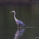 animal, wildlife, nature, portrait, Virginia wildlife, wildlife photography, wildlife photograph, wildlife portrait, nature photography, nature photograph, nature portrait, animal photography, animal photograph, animal portrait, bird, heron, great blue heron, blue heron, birds of prey, water bird, birds in flight, St. Patrick Catholic School, Saint Patrick Catholic School, Saint Patrick, St. Patrick, Catholic School, swamp, marsh, marshland, natural habitat, Larchmont, Norfolk, Virginia, Norfolk Virginia, Larchmont Norfolk, neighborhood, LaFayette River, peaceful, charming, tranquil, Edgewater, Hampton Roads, Tidewater