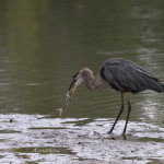 animal, wildlife, nature, portrait, Virginia wildlife, wildlife photography, wildlife photograph, wildlife portrait, nature photography, nature photograph, nature portrait, animal photography, animal photograph, animal portrait, bird, heron, great blue heron, blue heron, birds of prey, water bird, St. Patrick Catholic School, Saint Patrick Catholic School, Saint Patrick, St. Patrick, Catholic School, swamp, marsh, marshland, natural habitat, Larchmont, Norfolk, Virginia, Norfolk Virginia, Larchmont Norfolk, neighborhood, LaFayette River, peaceful, charming, tranquil, Edgewater, Hampton Roads, Tidewater, circle of life, rainbow trout, prey