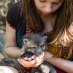 vulpes, fox, silver fox, red fox, cross fox, red cross, domestic fox, pet fox, Canidae, Urocyon, critter, animal, animals, wildlife photography, wildlife photograph, Virginia wildlife, exotic animal, exotic pet, exotic animals, exotic pets, Seito, Silver Star, people and pets, people and animals, pet parent portrait, pet parent, pet mom, pet mommy, pet mother, fur baby, fur mommy, fur mother, fox mom, fox mommy, fox momma, foxy mommy, foxy momma, animal owner portrait, animal lover, nature, portrait with real animal, real animal, not photoshop, not photoshopped, no filter, Katerina Plotnikova, model, Emma Wolf