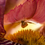 insect, macro, Western Conifer Seed Bug, Western Conifer, Seed Bug, Leaf-footed bug, Leaf foot, leaf foot bug, bug, iris, bearded iris, purple bearded iris, flower, floral, bloom, blossom, nature, intertebrate, close-up, close up