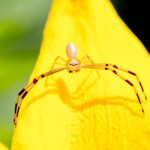 insect, macro, spider, animal, Black-eyed Susan, flower, floral, plant, close-up, translucent, aracnid, tiny, micro, Diae, flower spider, spots, crab spider, Thomisidae