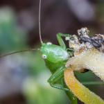Cricket, grasshopper, plant, flower, ice plant, eyes, face,, insect, anthropoda, invertebrate, green, macro, bug, nature, close-up, close up