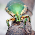 Cotinis nitida, Scarabaeidae, animal, anthropod, beetle, bug, coleopteran, dragon, green, green june beetle, green june bug, insect, june beetle, june bug, macro, monster, summer, tiny dragon, tiny monster, insect, anthropoda, invertebrate, macro, bug, nature, close-up, close up, nature photography, insect photography, Alanamous, Alana Glaves, Norfolk, Virginia, VA