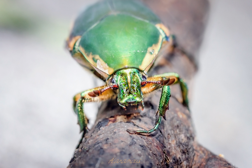 Cotinis nitida, Scarabaeidae, animal, anthropod, beetle, bug, coleopteran, dragon, green, green june beetle, green june bug, insect, june beetle, june bug, macro, monster, summer, tiny dragon, tiny monster, insect, anthropoda, invertebrate, macro, bug, nature, close-up, close up, nature photography, insect photography, Alanamous, Alana Glaves, Norfolk, Virginia, VA