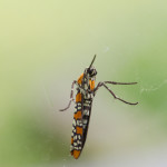 insect, anthropoda, invertebrate, macro, bug, nature, close-up, close up, nature photography, insect photography