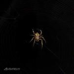 arachnid, spider, dark, black, web, insect, anthropoda, invertebrate, insect, anthropoda, invertebrate, macro, bug, nature, close-up, close up, nature photography, insect photography