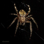 arachnid, spider, dark, black, web, insect, anthropoda, invertebrate, macro, bug, nature, close-up, close up