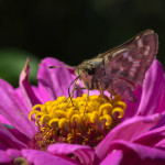 Arthropods, Arthropoda, Hexapods, Hexapoda Insects ,Insecta, Butterflies and Moths, Lepidoptera, Moths, Bombycoidea, insect, bug, macro, close-up, close up, close_up, nature, macros, zinnia, flower, floral, flora, pink, tan, brown, white stripes