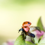 ladybug, Coccinellidae, ladybeetle, lady beetle, beetle, Arthropoda, Insecta, Coleoptera, Polyphaga, Cucujoidea, flight, wings, open position, insect, anthropoda, invertebrate, macro, bug, nature, close-up, close up, nature photography, insect photography