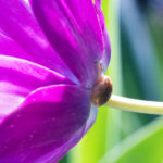 insect, snail, bug, tulip, floral, bloom, blossom, macro, close-up