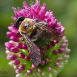 carpenter bee, insect, Xylocopa virginica, eastern carpenter bee, Arthropoda, Hymenoptera, Apidae, Xylocopinae, Xylocopa, Xylocopoides, X. virginica, Xylocopa virginica, macro, bug, nature, close-up, close up, bee, Norfolk, Virginia, photograph, nature, nature photograph, photography, flower, floral, bloom, allium, pink, green, bud, pollen, color, colors