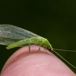 Alanamous, Alana Glaves, lacewing, green, Norfolk, Virginia, macro, bug, nature, close-up, close up