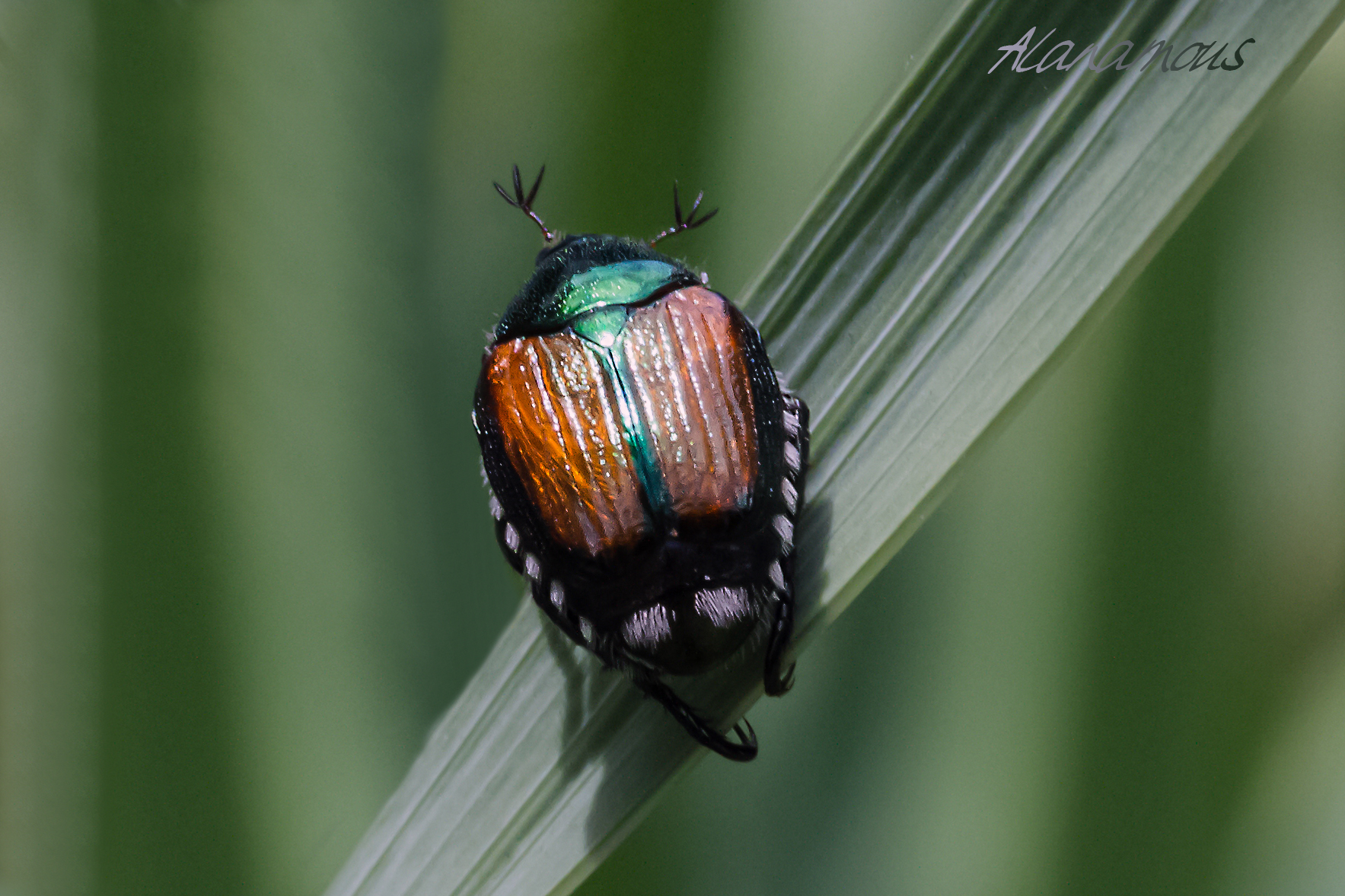 Alanamous, Japanese beetle, Popillia japonica, green, beetle, Scarabaeidae, animal, anthropod, beetle, bug, coleopteran, bug, insect, nature, insect, anthropoda, invertebrate, macro, bug, nature, close-up, close up, nature photography, insect photography, Alanamous, Alana Glaves, Norfolk, Virginia, VA, Virginia, Virginia photographer, Tidewater, Hampton Roads, Coastal Virginia, Hampton, Newport News, Virginia Beach, Suffolk, Portsmouth, photography