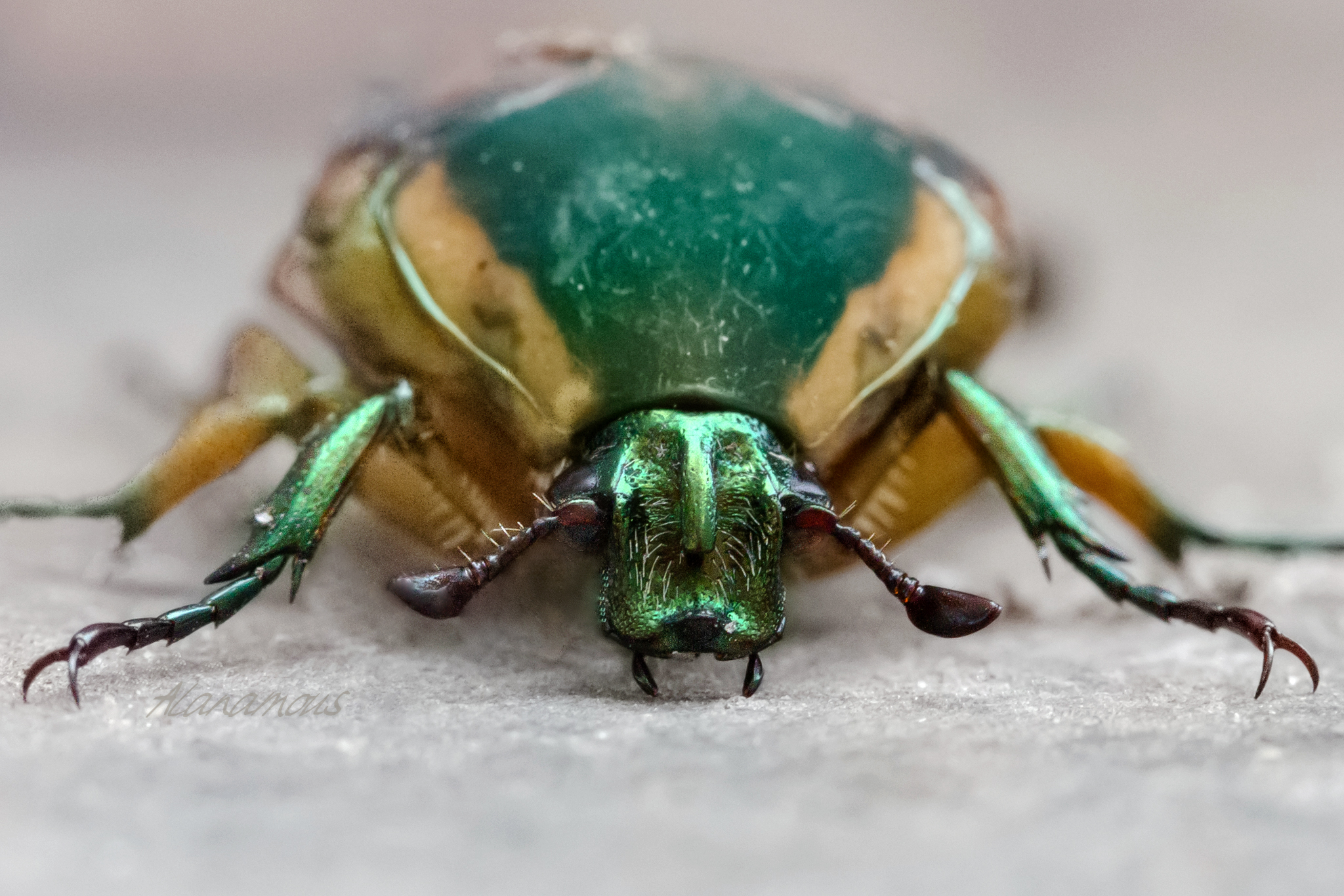 Cotinis nitida, Scarabaeidae, animal, anthropod, beetle, bug, coleopteran, dragon, green, green june beetle, green june bug, insect, june beetle, june bug, macro, monster, summer, tiny dragon, tiny monster, insect, anthropoda, invertebrate, macro, bug, nature, close-up, close up, nature photography, insect photography, Alanamous, Alana Glaves, Norfolk, Virginia, VA