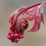 Alanamous, Alana Glaves, ladybug, japanese maple, drop, droplet, Norfolk, Virginia, red, macro, bug, nature, close-up, close up