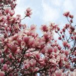 Floral, flower, flora, floral photography, flower photography, photography, Bloom, blossom, tulip poplar, pink, tree, clouds, sky, blue sky, flowering tree