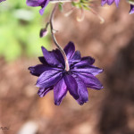 Floral, flower, flora, floral photography, flower photography, photography, Bloom, blossom, columbine, black barlow, Norfolk, Norfolk Virginia, garden, purple