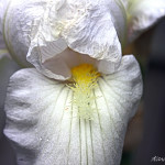 Floral, flower, flora, floral photography, flower photography, photography, Bloom, blossom, iris, white iris, bearded iris, white bearded iris