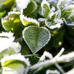 Floral, flower, flora, floral photography, flower photography, photography, Bloom, blossom, nature, macro, close up, close-up, close_up, beauty, beautiful, Virginia horticulture, garden, floral photography, nature photography, macro photography, Frost, frozen, ice, clover, heart, heart-shaped, green, Winter