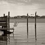 A great white egret frozen in the moment it was taking flight from a dock above the calm, still water of Tampa Bay in Florida is shown in a palladium tint photograph.