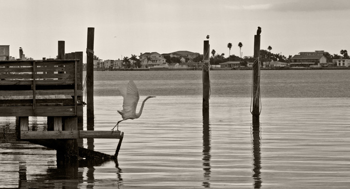 A great white egret frozen in the moment it was taking flight from a dock above the calm, still water of Tampa Bay in Florida is shown in a palladium tint photograph.