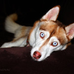 dogs, adorable, dog, animal, pet, portrait, pet photography, animal portrait, pet portrait, Norfolk, Virginia, Norfolk Virginia, animal photography, pet photography, animal photograph, pet photograph, black Labrador Retriever Pitbull Pittbull dog puppy, face, nose, eyes, ears, whiskers, paw, Husky, blue eyes