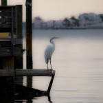 animal, wildlife, nature, portrait, Florida wildlife, wildlife photography, wildlife photograph, wildlife portrait, nature photography, nature photograph, nature portrait, animal photography, animal photograph, animal portrait, bird, egret, white egret, great white egret, birds of prey, water bird, birds in flight, natural habitat, Tampa Bay, Tampa, St. Petersburg, Saint Petersburg, Saint Petersburg Florida, St. Petersburg Florida, Florida, wildlife in landscape, animals in their habitat, bird in flight, bird taking off, egret in flight, egret taking off, egret taking off of dock