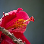 Floral, flower, flora, floral photography, flower photography, photography, Bloom, blossom, nature, macro, close up, close-up, close_up, beauty, beautiful, Virginia horticulture, garden, floral photography, nature photography, macro photography, hibiscus, rose of Sharon, pink, fuchia