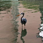 animal, wildlife, nature, portrait, wildlife photography, wildlife photograph, wildlife portrait, nature photography, nature photograph, nature portrait, animal photography, animal photograph, animal portrait, natural habitat, bird, heron, great blue heron, blue heron, birds of prey, water bird, Florida wildlife, Tampa Bay