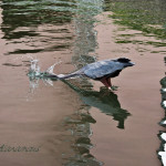 animal, wildlife, nature, portrait, wildlife photography, wildlife photograph, wildlife portrait, nature photography, nature photograph, nature portrait, animal photography, animal photograph, animal portrait, natural habitat, bird, heron, great blue heron, blue heron, birds of prey, water bird, Florida wildlife, Tampa Bay