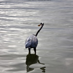 animal, wildlife, nature, portrait, wildlife photography, wildlife photograph, wildlife portrait, nature photography, nature photograph, nature portrait, animal photography, animal photograph, animal portrait, natural habitat, bird, heron, great blue heron, blue heron, birds of prey, water bird, Florida wildlife, Tampa Bay