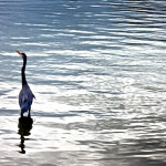 animal, wildlife, nature, portrait, wildlife photography, wildlife photograph, wildlife portrait, nature photography, nature photograph, nature portrait, animal photography, animal photograph, animal portrait, natural habitat, bird, heron, great blue heron, blue heron, birds of prey, water bird, Florida wildlife, Tampa Bay