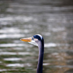 animal, wildlife, nature, portrait, wildlife photography, wildlife photograph, wildlife portrait, nature photography, nature photograph, nature portrait, animal photography, animal photograph, animal portrait, natural habitat, bird, heron, great blue heron, blue heron, birds of prey, water bird, Florida wildlife, Tampa Bay, close-up