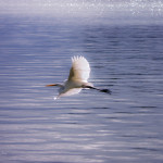 animal, wildlife, nature, portrait, Virginia wildlife, wildlife photography, wildlife photograph, wildlife portrait, nature photography, nature photograph, nature portrait, animal photography, animal photograph, animal portrait, bird, egret, white egret, great white egret, birds of prey, water bird, birds in flight, swamp, marsh, marshland, natural habitat, Tampa Bay, Tampa, Florida