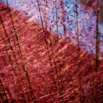 Floral, flower, flora, floral photography, flower photography, photography, Bloom, blossom, nature, macro, close up, close-up, close_up, beauty, beautiful, Virginia horticulture, garden, floral photography, nature photography, macro photography, pampas grass, purple pampas, purple pampas grass, purple