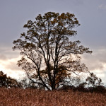 A large tree losing leaves in Autumn stands amid a corn field during the golden hour with soft clouds on the horizon and periwinkle skies.