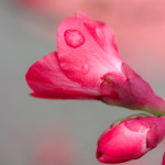 Floral, flower, flora, floral photography, flower photography, photography, Bloom, blossom, nature, macro, close up, close-up, close_up, beauty, beautiful, Virginia horticulture, garden, floral photography, nature photography, macro photography, quince, quince bush, bush, pink, rain drop, rain, droplet, water, nature’s jewelry, Spring