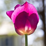 Floral, flower, flora, floral photography, flower photography, photography, Bloom, blossom, nature, macro, close up, close-up, close_up, beauty, beautiful, Virginia horticulture, garden, floral photography, nature photography, macro photography, Tulip, purple tulip, purple