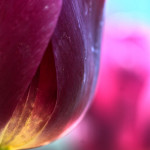Floral, flower, flora, floral photography, flower photography, photography, Bloom, blossom, nature, macro, close up, close-up, close_up, beauty, beautiful, Virginia horticulture, garden, floral photography, nature photography, macro photography, Tulip, purple tulip, purple