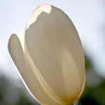Floral, flower, flora, floral photography, flower photography, photography, Bloom, blossom, nature, macro, close up, close-up, close_up, beauty, beautiful, Virginia horticulture, garden, floral photography, nature photography, macro photography, Tulip, white tulip, white