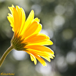 Floral, flower, flora, floral photography, flower photography, photography, Bloom, blossom, nature, macro, close up, close-up, close_up, beauty, beautiful, Virginia horticulture, garden, floral photography, nature photography, macro photography, gerbera, gerber, gerbera daisy, daisy, gerber daisy, yellow, large daisy, large yellow daisy, yellow gerber daisy, yellow gerbera daisy