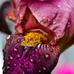 Floral, flower, flora, floral photography, flower photography, photography, Bloom, blossom, nature, macro, close up, close-up, close_up, beauty, beautiful, Virginia horticulture, garden, floral photography, nature photography, macro photography, iris, bearded iris, purple iris, purple bearded iris, droplet, water, rain, drop, rain drop