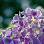 Floral, flower, flora, floral photography, flower photography, photography, Bloom, blossom, nature, macro, close up, close-up, close_up, beauty, beautiful, Virginia horticulture, garden, floral photography, nature photography, macro photography, hydrangea, purple hydrangea, variegated, purple variegated hydrangea