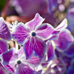 Floral, flower, flora, floral photography, flower photography, photography, Bloom, blossom, nature, macro, close up, close-up, close_up, beauty, beautiful, Virginia horticulture, garden, floral photography, nature photography, macro photography, hydrangea, purple hydrangea, variegated, purple variegated hydrangea