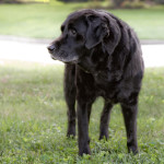Dogs, black, english labrador retirever, english, labrador, retriever, dog, pooch, puppy, Larchmont, Moose, Alanamous, pet, grass, stocky, otter tail