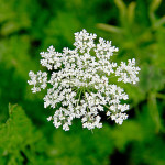 Floral, flower, flora, floral photography, flower photography, photography, Bloom, blossom, nature, macro, close up, close-up, close_up, beauty, beautiful, Virginia horticulture, garden, floral photography, nature photography, macro photography, Queen Anne’s Lace, white, Daucus carota, wild carrot, bird's nest, bishop's lace